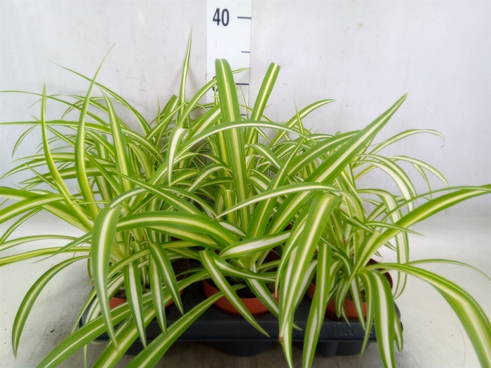 <h4>Chlorophytum com. 'Variegatum'</h4>
