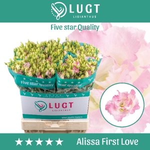 Lisianthus Alissa First Love