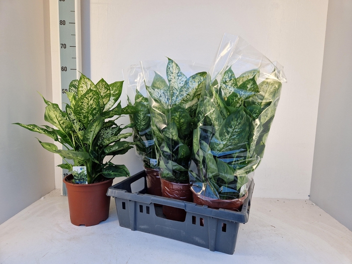 <h4>DIEFF COMPACTA</h4>