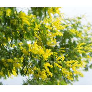 Acacia armata