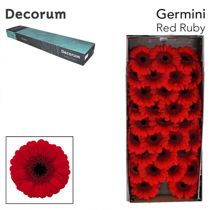 <h4>Germini Red Ruby Doos</h4>