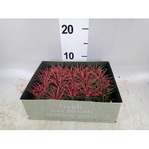 Tillandsia