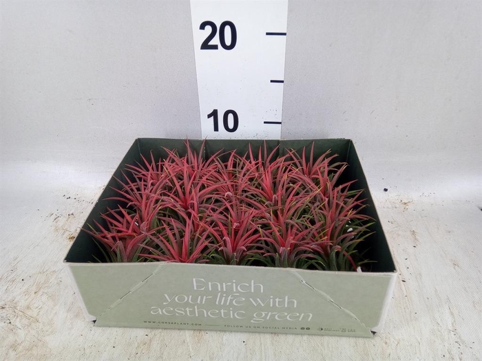 <h4>Tillandsia</h4>