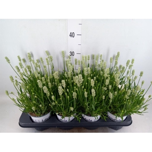 Lavandula interm. 'Edelweiss'