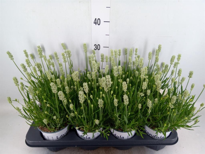 <h4>Lavandula interm. 'Edelweiss'</h4>