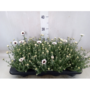 Rhodanthemum  'Casablanca'