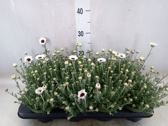<h4>Rhodanthemum  'Casablanca'</h4>