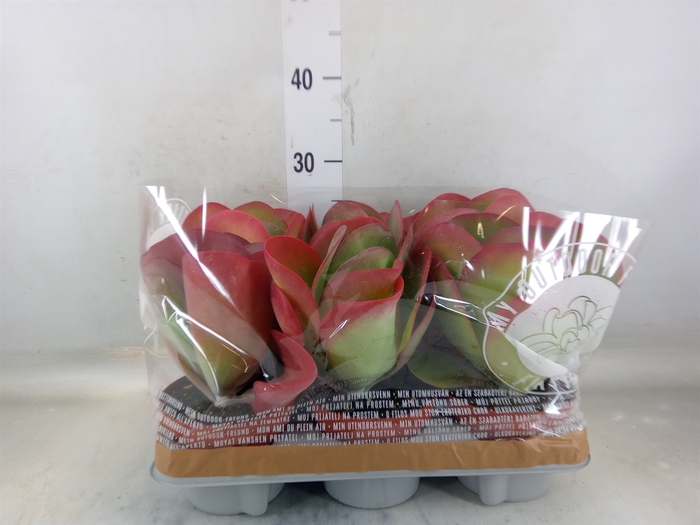 <h4>Kalanchoe NF thyrsiflora</h4>