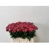 Chr T Blenda Red X5