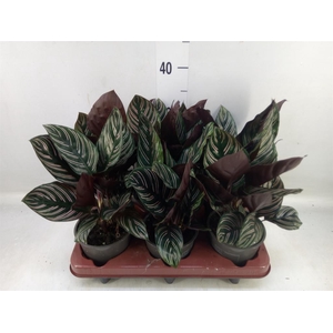 Calathea sanderiana