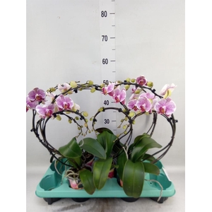 Phalaenopsis   ...
