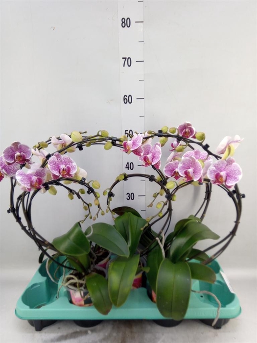 <h4>Phalaenopsis   ...</h4>