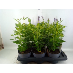 Agastache  'Blue Fortune'