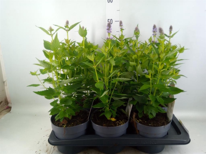 <h4>Agastache  'Blue Fortune'</h4>