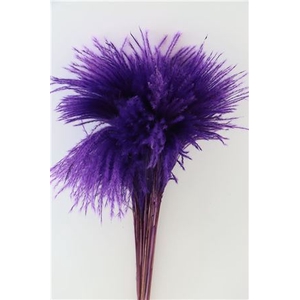 Dried Stipa Feather Purple P. Stem