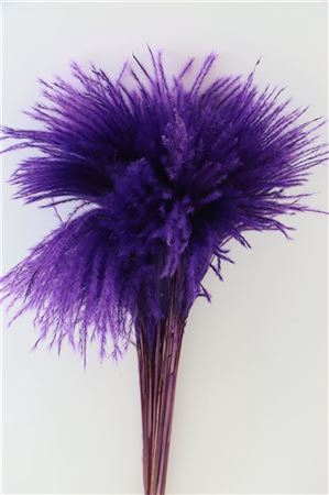 Dried Stipa Feather Purple P. Stem