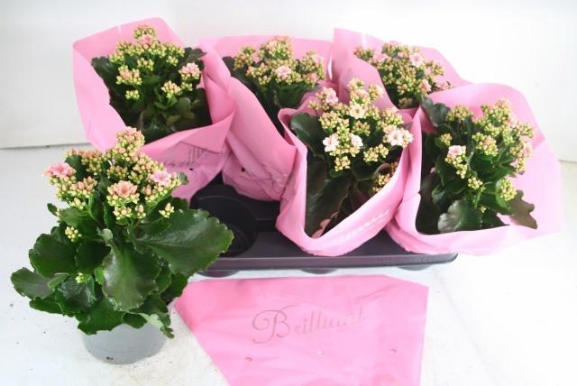 <h4>KAL GE PERFECTA BICO stock</h4>