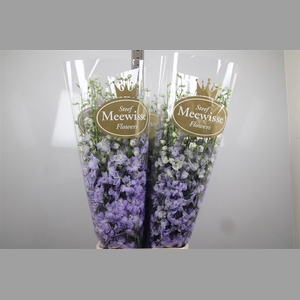 Delph Du Dewi Impress Lilac