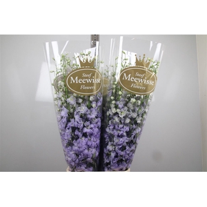 Delph Du Dewi Impress Lilac