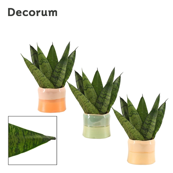 <h4>Sansevieria Zeylanica Fan 6 cm in Evita (Craft world-collection)</h4>