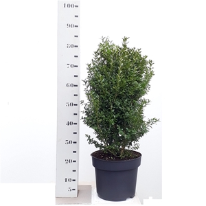 Buxus sempervirens 60-70cm struik