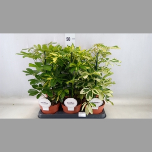 Schefflera arbor.   ...