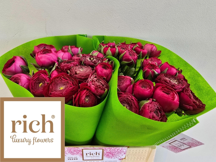 <h4>RAN EL HOT PINK</h4>