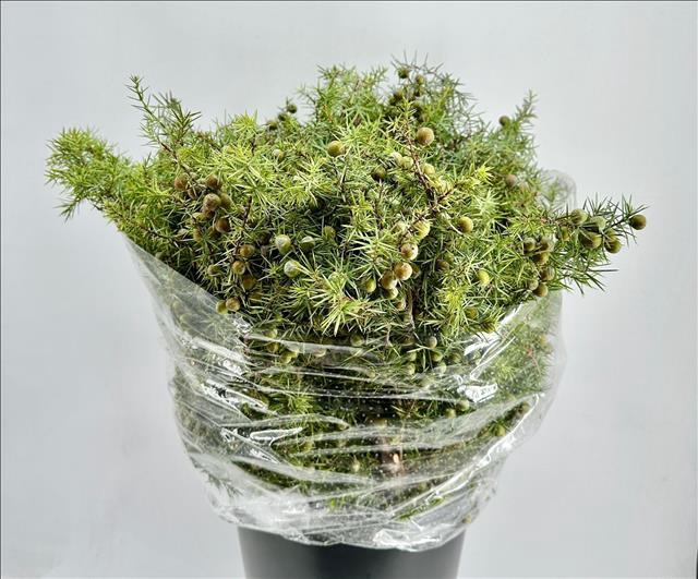 <h4>Conifer Juniper</h4>
