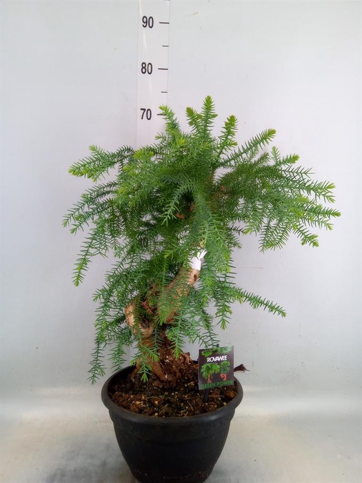 <h4>Araucaria   ...</h4>