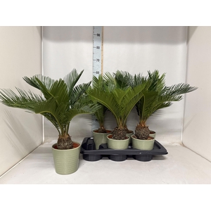 CYCAS REVOLUTA