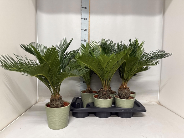 <h4>CYCAS REVOLUTA</h4>