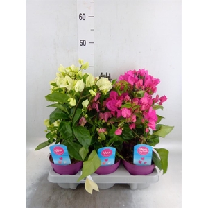 Bougainvillea  'Vera Dp Purple Imp'