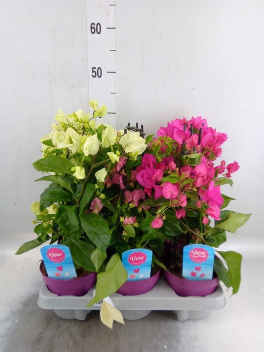 <h4>Bougainvillea  'Vera Dp Purple Imp'</h4>