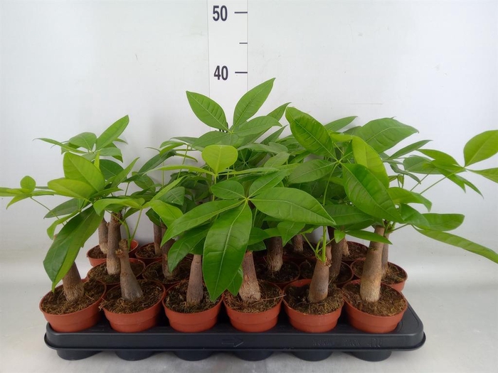 <h4>Pachira aquatica</h4>