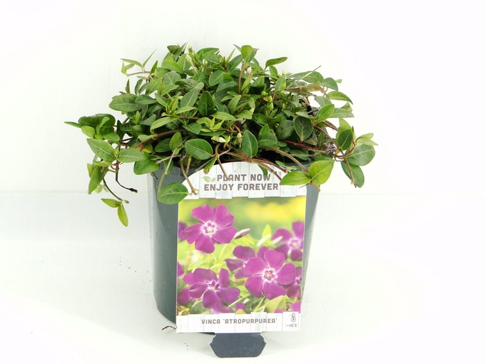 <h4>Vinca minor Atropurpurea</h4>