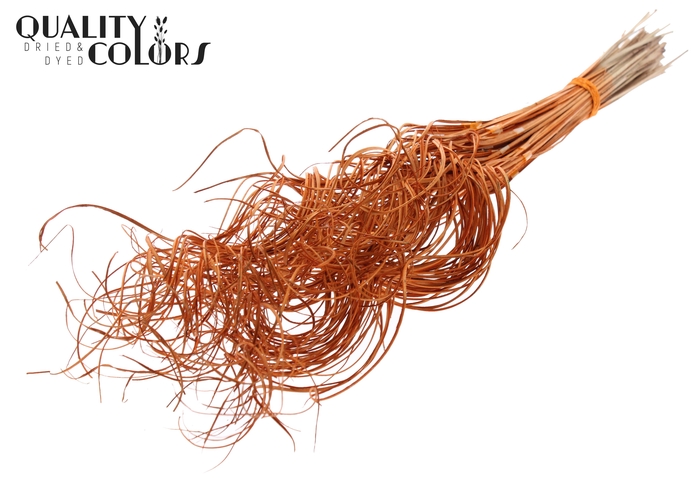 Palm Curly TT 3pc/tuft - 33 tuft/bunch Orange
