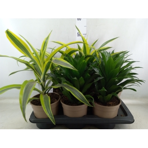 Dracaena   ...mix