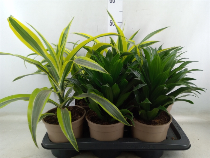 <h4>Dracaena   ...mix</h4>