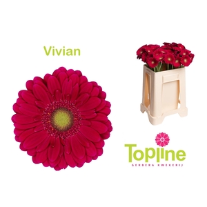 GE MI VIVIAN