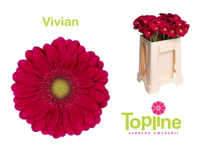 <h4>GE MI VIVIAN</h4>