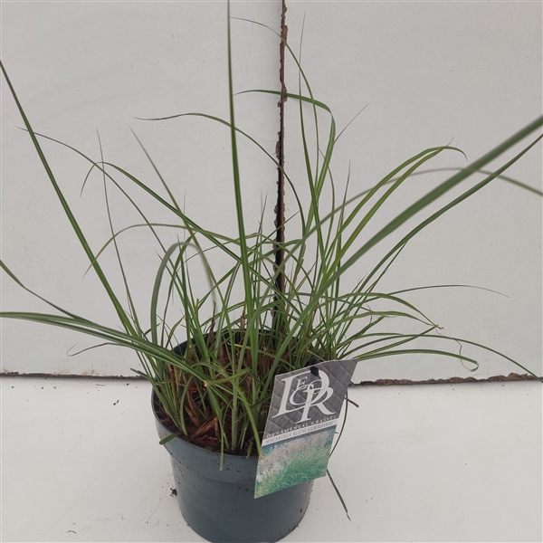 <h4>Graminées Miscanthus 'Kleine Silberspinne'</h4>