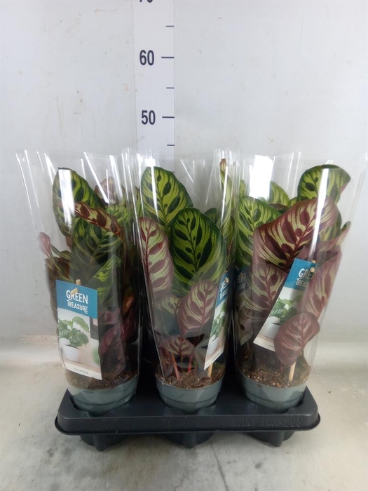 <h4>Calathea makoyana</h4>