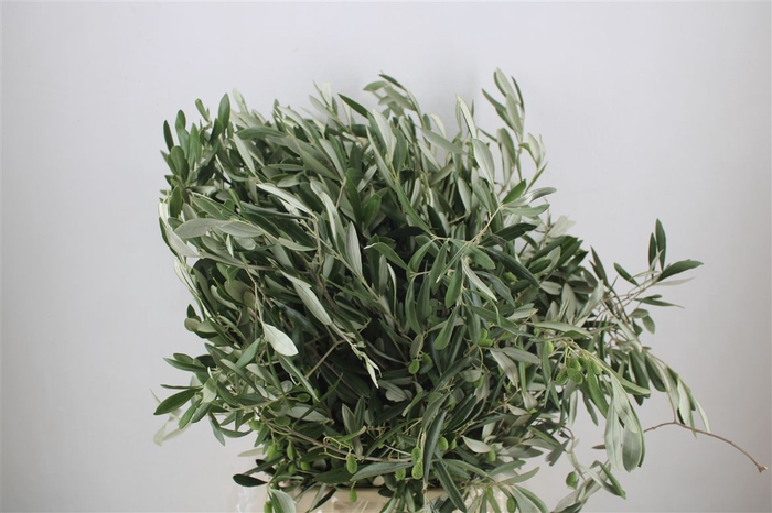 <h4>Olijf 300gr P Bunch</h4>