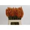 Kniphofia Eycone Orange