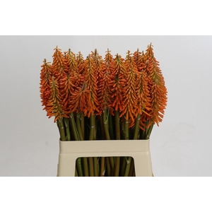 Kniphofia Eycone Orange