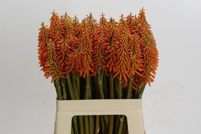 <h4>Kniphofia Eycone Orange</h4>