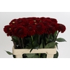 Dahlia Red Fox