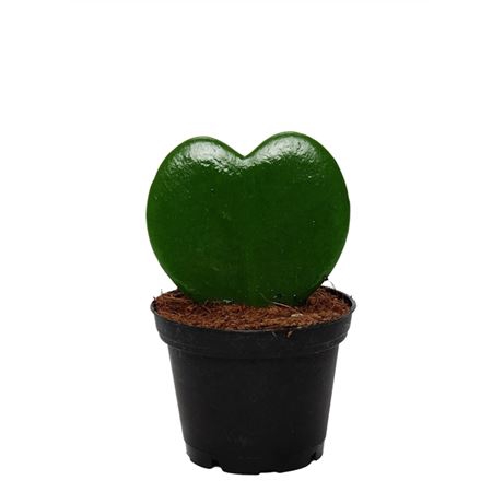 <h4>Hoya Kerrii 1pp</h4>