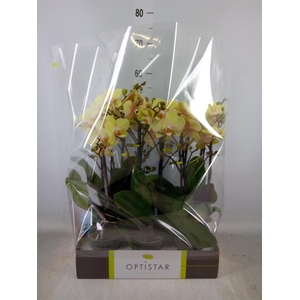 Phalaenopsis   ...yellow