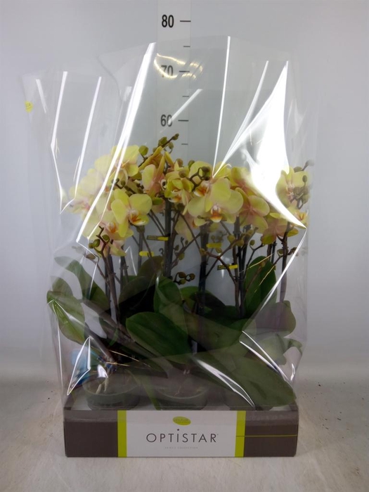 <h4>Phalaenopsis   ...yellow</h4>